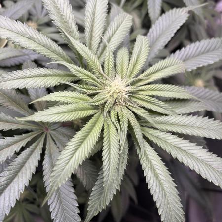 Grow #4 Coochie Runtz (Repeat)