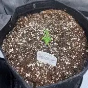 Gorilla Z Auto 42