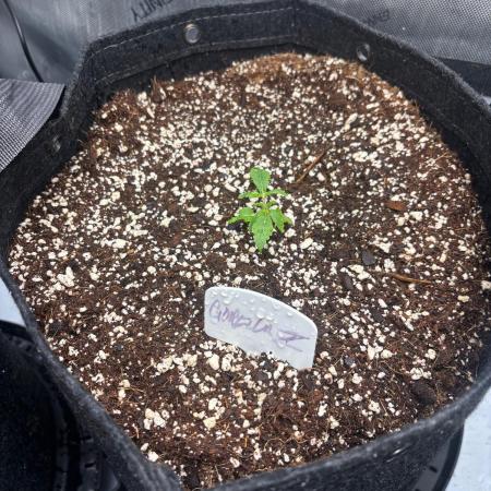 Gorilla Z Auto 42
