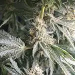 Grow #3 BF - Mimosa X Orange Punch