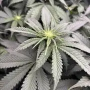 Grow #4 Coochie Runtz (Repeat)