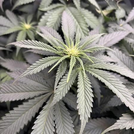 Grow #4 Coochie Runtz (Repeat)