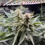 Grow #3 BF - Dos Si Dos 33