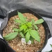 Grow #5 Gorilla Z Auto 42