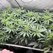 Grow #4 Coochie Runtz (Repeat)