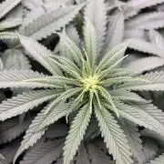 Grow #4 Coochie Runtz (Repeat)