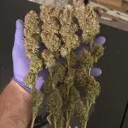 Grow #3 BF - Dos Si Dos 33