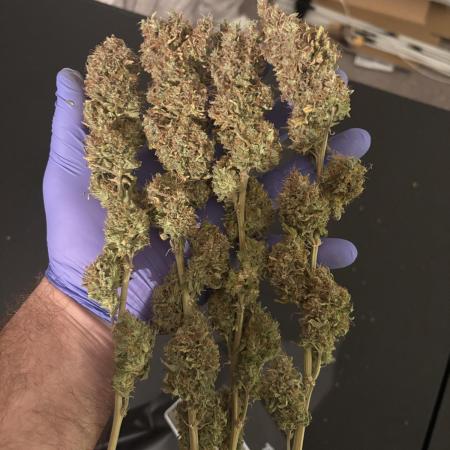 Grow #3 BF - Dos Si Dos 33