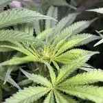 Grow #3 BF - Mimosa X Orange Punch