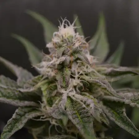 Grow #2 Mint Chocolate Chip Chocolate Series!