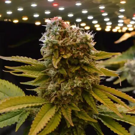 Grow #3 BF - Dos Si Dos 33