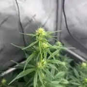Grow #5 Dark Devil Auto