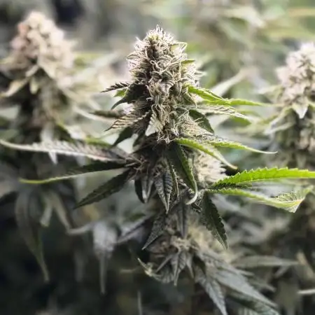 Grow #3 BF - Dos Si Dos 33