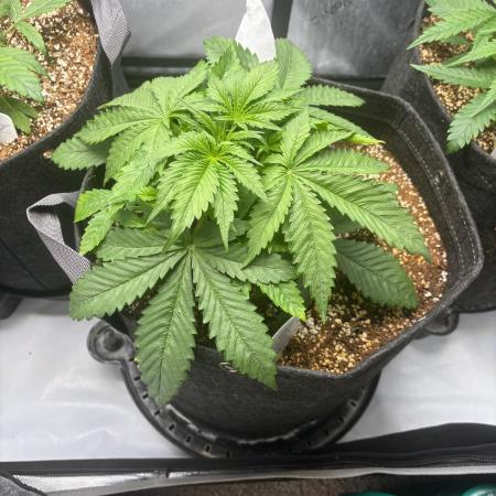 Grow #5 Lemon Cherry Auto 42