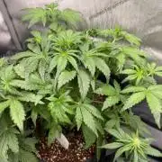 Grow #5 Gorilla Z Auto 42