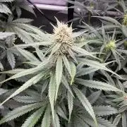 Grow #5 Lemon Cherry Auto 42