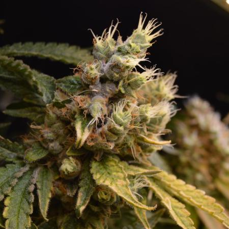 Grow #3 BF - Mimosa X Orange Punch