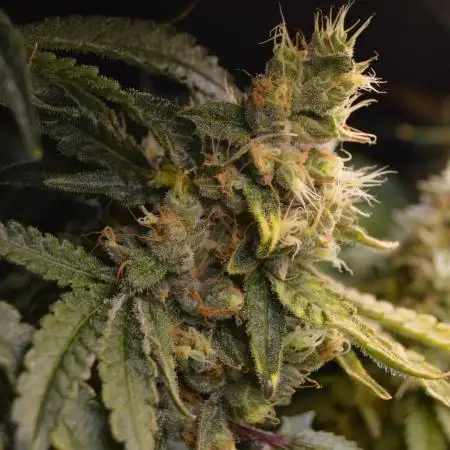 Grow #3 BF - Mimosa X Orange Punch