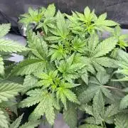 Grow #5 Gorilla Z Auto 42