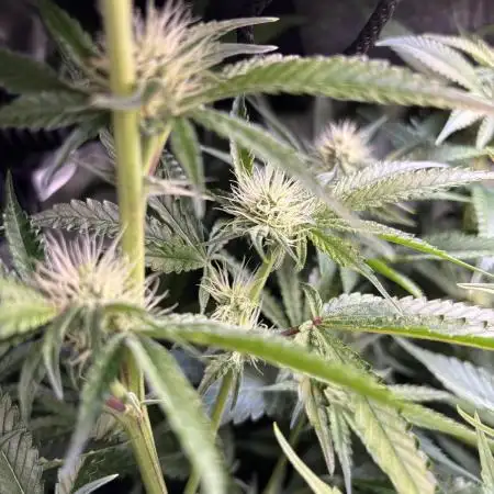 Grow #3 BF - Mimosa X Orange Punch