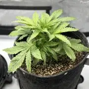 Grow #4 Coochie Runtz (Repeat)