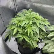 Grow #4 Coochie Runtz (Repeat)
