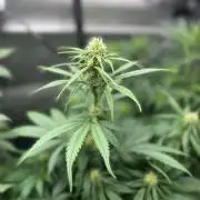 Grow #5 Lemon Cherry Auto 42