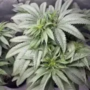 Grow #4 Coochie Runtz (Repeat)