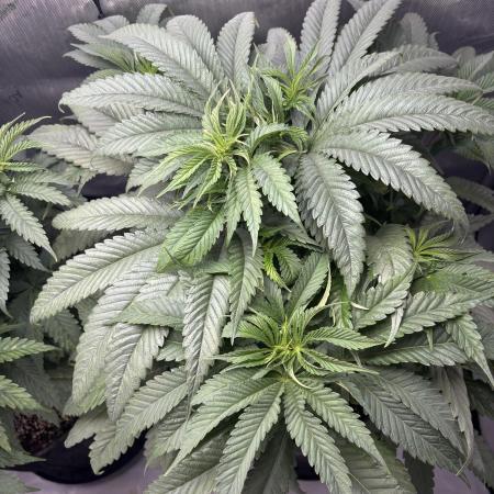 Grow #4 Coochie Runtz (Repeat)