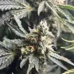 Grow #3 BF - Mimosa X Orange Punch