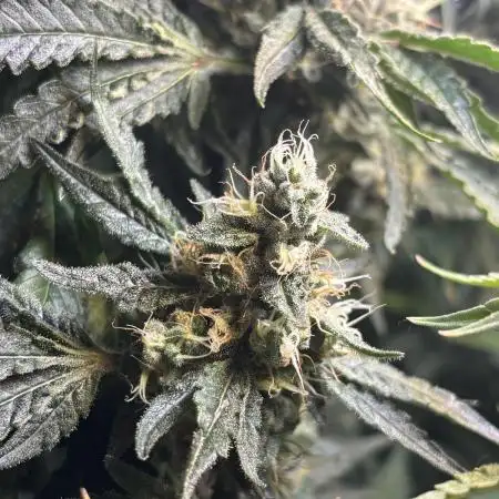 Grow #3 BF - Mimosa X Orange Punch