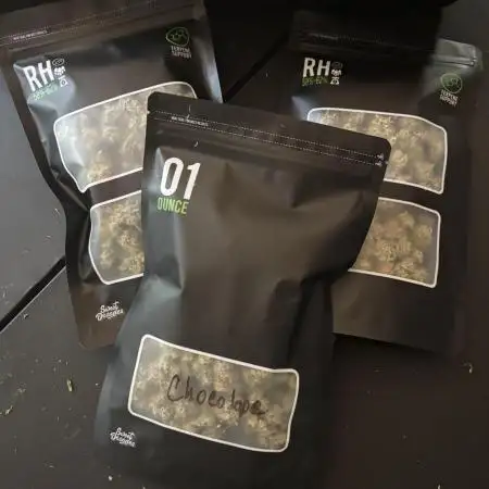 Grow #2 Chocolope Chocolate Series!