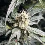 Grow #3 BF - Mimosa X Orange Punch