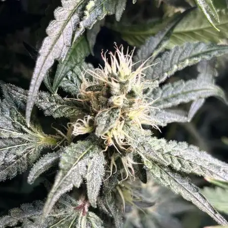 Grow #3 BF - Mimosa X Orange Punch