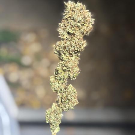 Grow #3 BF - Mimosa X Orange Punch