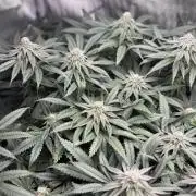 Grow #4 Coochie Runtz (Repeat)