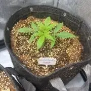 Grow #5 Dark Devil Auto