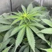 Grow #4 Coochie Runtz (Repeat)