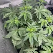 Grow #5 Dark Devil Auto