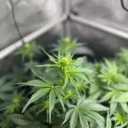Grow #5 Dark Devil Auto