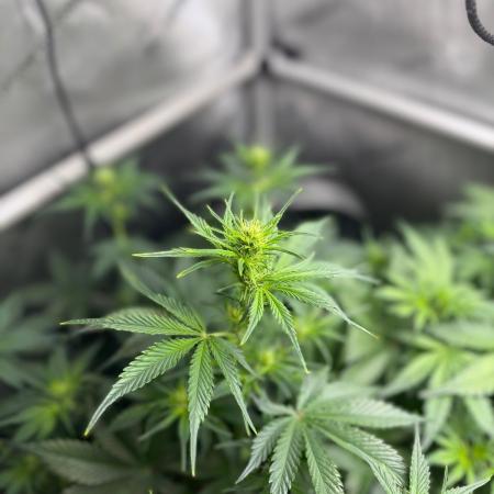Grow #5 Dark Devil Auto
