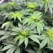 Grow #4 Coochie Runtz (Repeat)