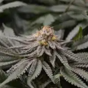 Grow #4 Coochie Runtz (Repeat)