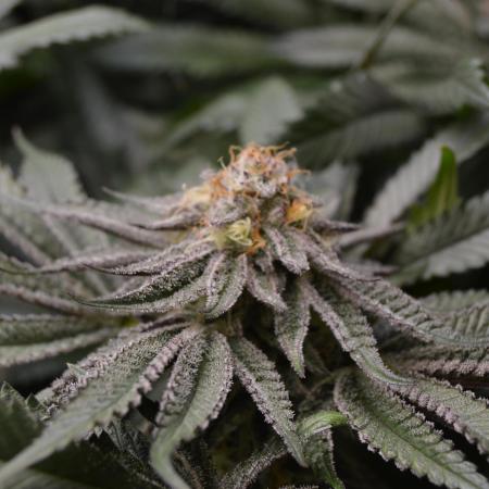 Grow #4 Coochie Runtz (Repeat)