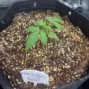Grow #5 Dark Devil Auto
