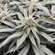 Grow #4 Coochie Runtz (Repeat)