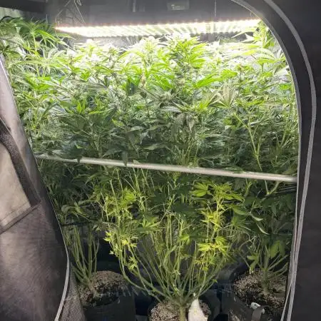 Grow #3 BF - Mimosa X Orange Punch