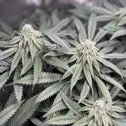 Grow #4 Coochie Runtz (Repeat)