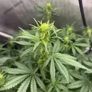 Grow #5 Gorilla Z Auto 42