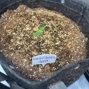 Grow #5 Dark Devil Auto
